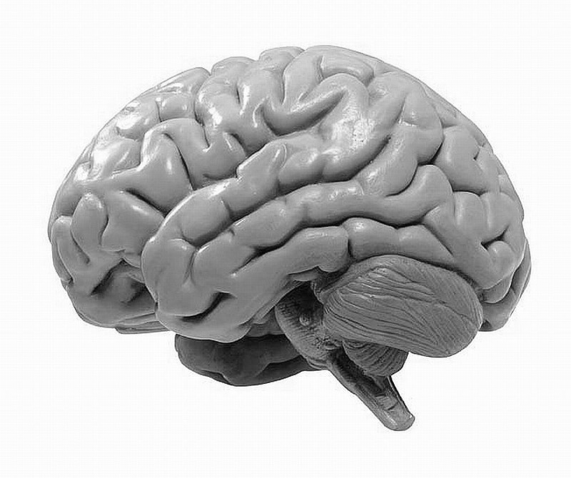 Hersenen
