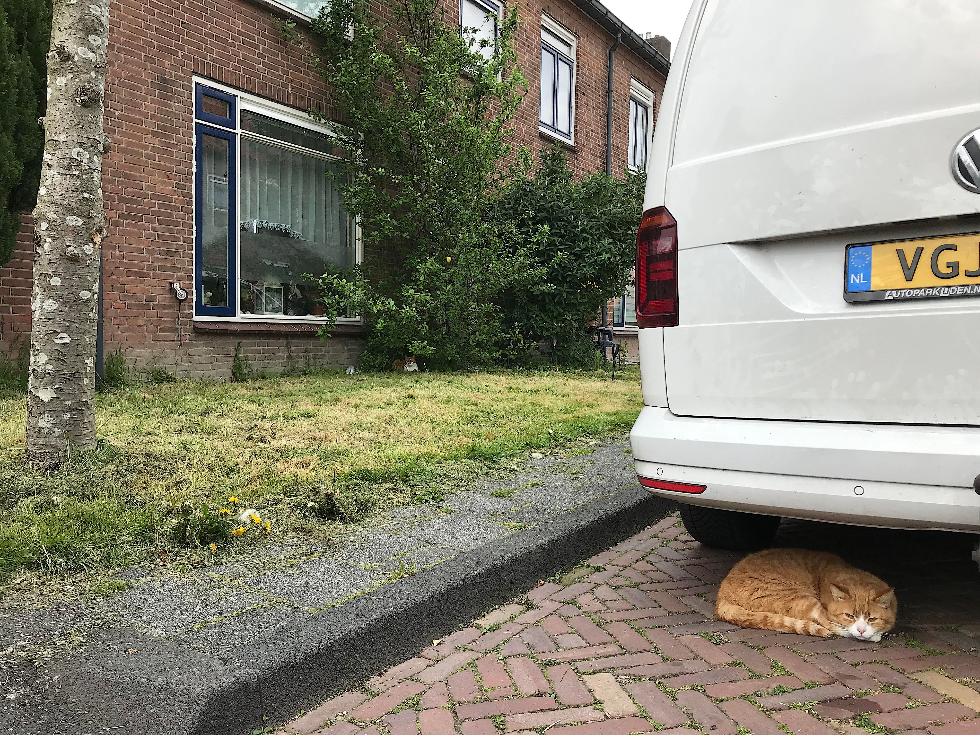 Catsmiddenmeer