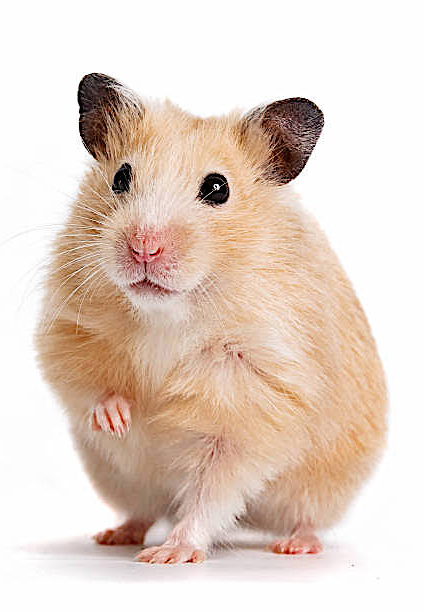 Istockphoto-675804830-612x612